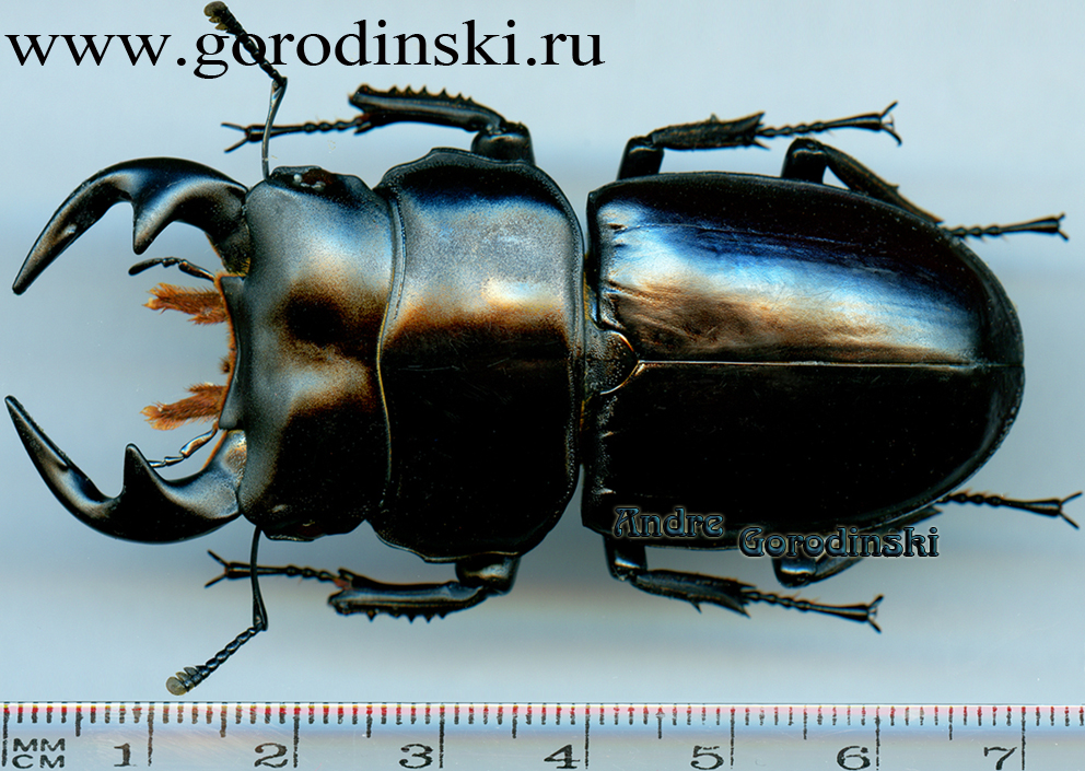http://www.gorodinski.ru/lucanidae/Dorcus antaeus.jpg